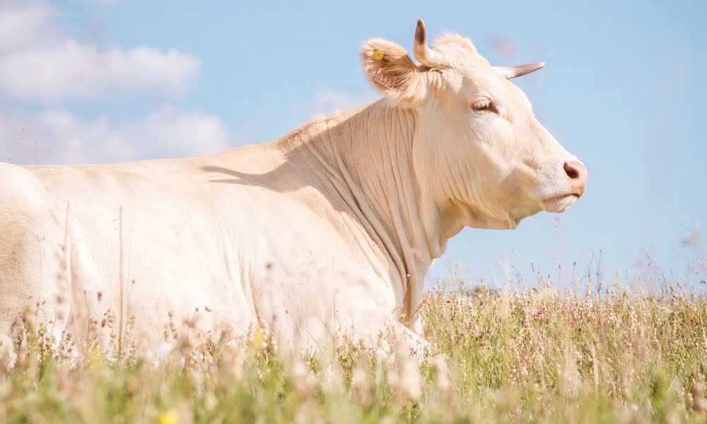 Masjid Nusantara Panduan Kurban di Tengah Wabah PMK